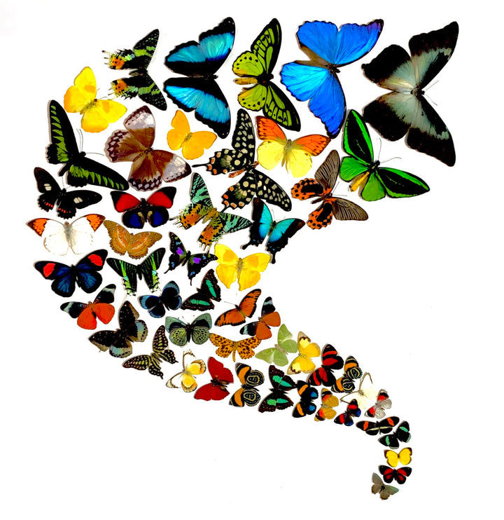 Wings n Things | Sustainable Butterfly Art
