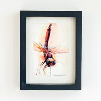 Red Dragonfly #1 | 7x9