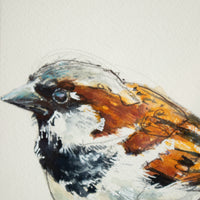 House Sparrow | 7x9