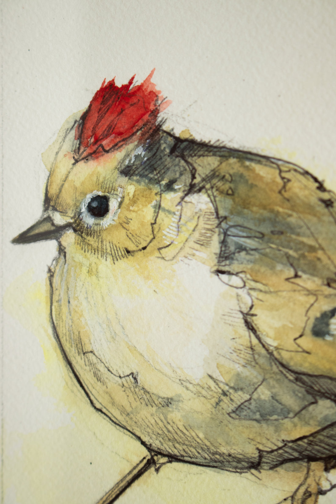 Ruby-Crowned Kinglet | 7x9