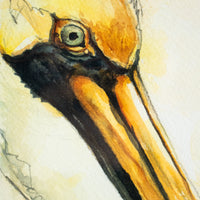 Brown Pelican | 7x9