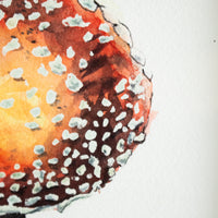 Amanita Muscaria (Mushroom) no.2 | 7x9