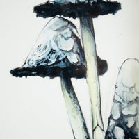 Lawyers Wig (Mushroom) no.2 | 7x9