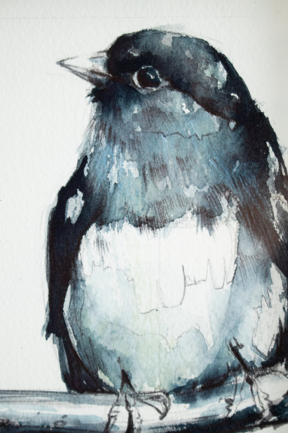 Grey Junco Bird | 7x9