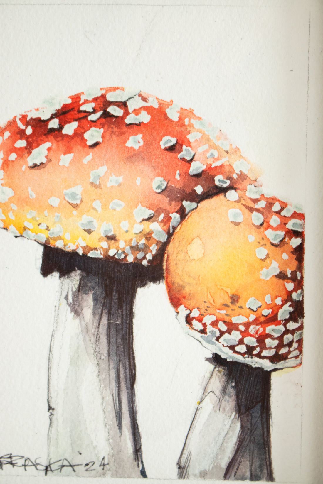 Amanita Muscaria (Mushroom) no.1 | 7x9
