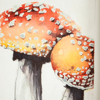 Amanita Muscaria (Mushroom) no.1 | 7x9