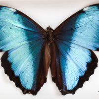 Blue Morpho | 6x8"