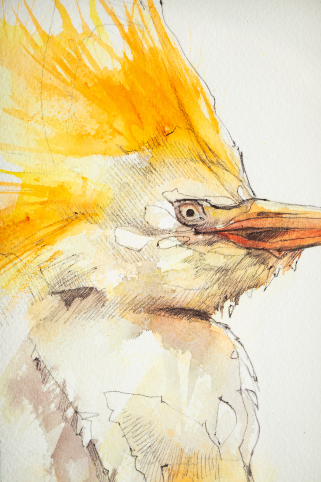 Cattle Egret | 7x9