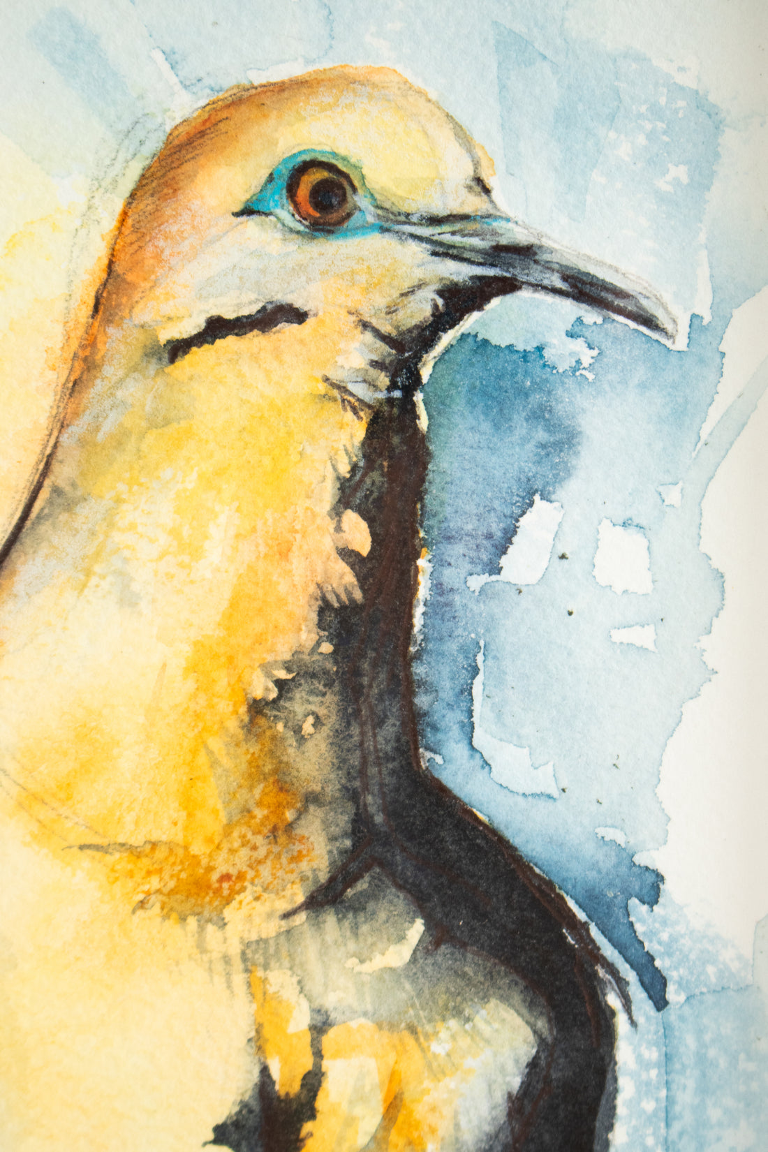 White Winged Dove | 7x9