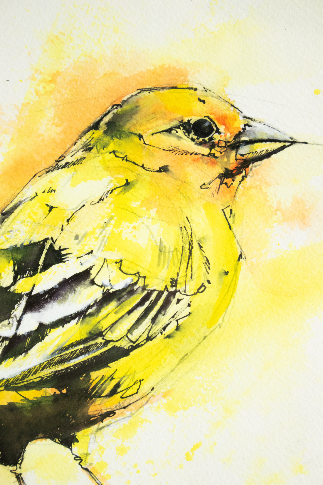 Yellow Warbler | 10x12