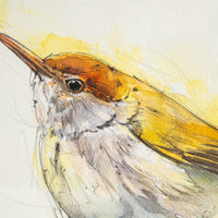 Wren Golden Watercolor | 12x12