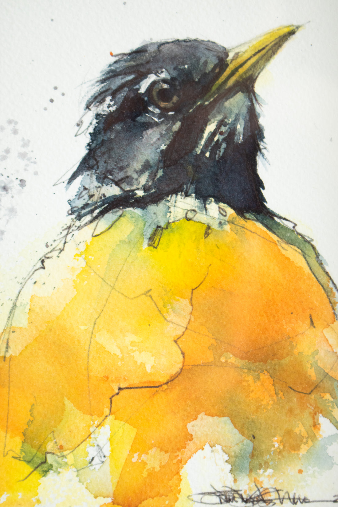 Robin Profile no. 2 | 7x9