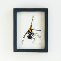 Dragonfly | 7x9