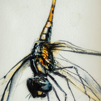 Dragonfly | 7x9