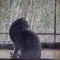 Cat Silhouette/Window | 6x8 Encaustic
