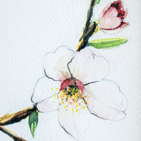 Pink Cherry Blossoms | 7x9