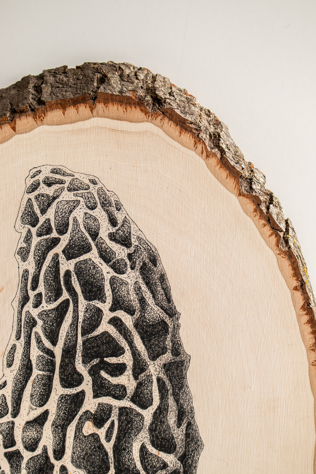 Morel | Drawing on Wood