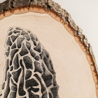 Morel | Drawing on Wood