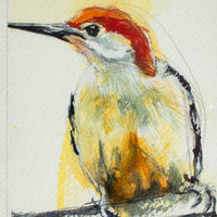 Red-Bellied Woodpecker no.2 | 7x9