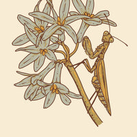 Praying Mantis 6x8 | Giclee Print