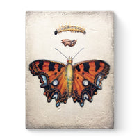 Chrysalis T546 (Retired) | Sid Dickens Memory Block