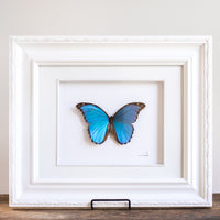 Morpho Didius Butterfly | 19x16"