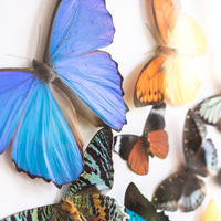 Butterfly Vortex | 19x23