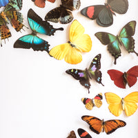 Butterfly Vortex | 19x23