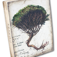 Knowledge - Artisan's Bench