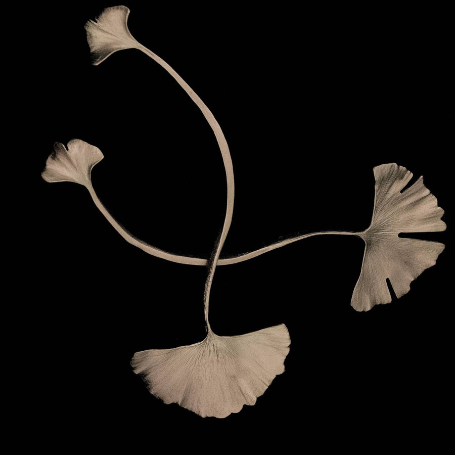 Ginkgo Serving Set | Silver