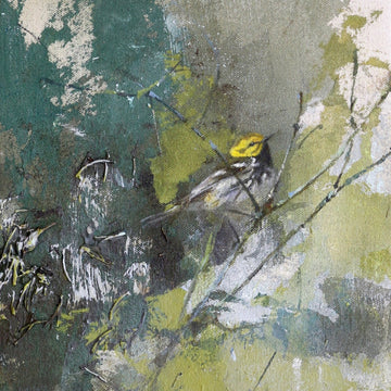 Black-Throated Green Warbler | 16x8
