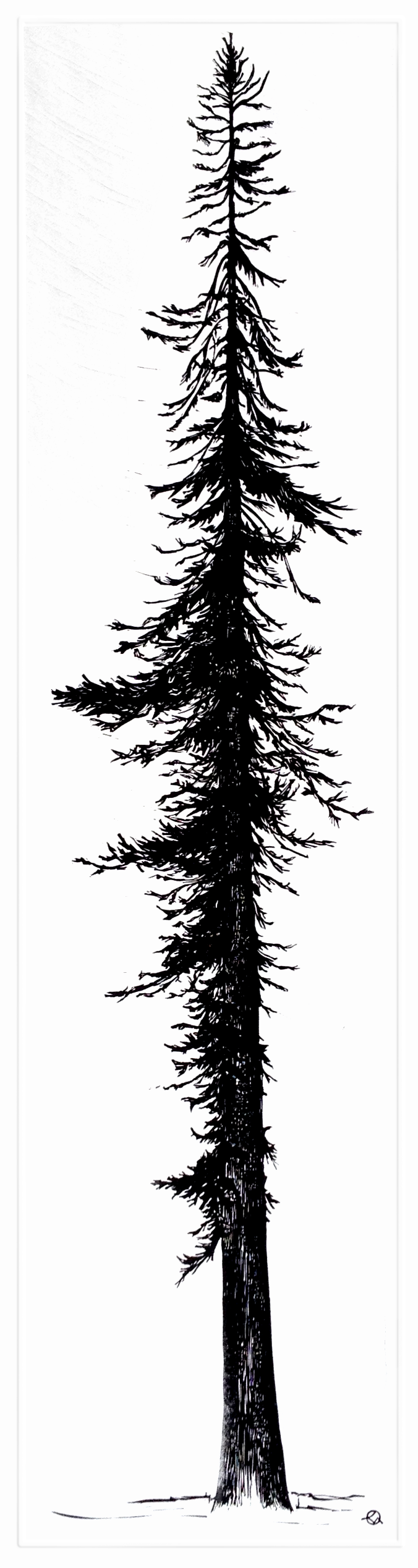 Douglas Fir 14.25x56 | Woodblock Print