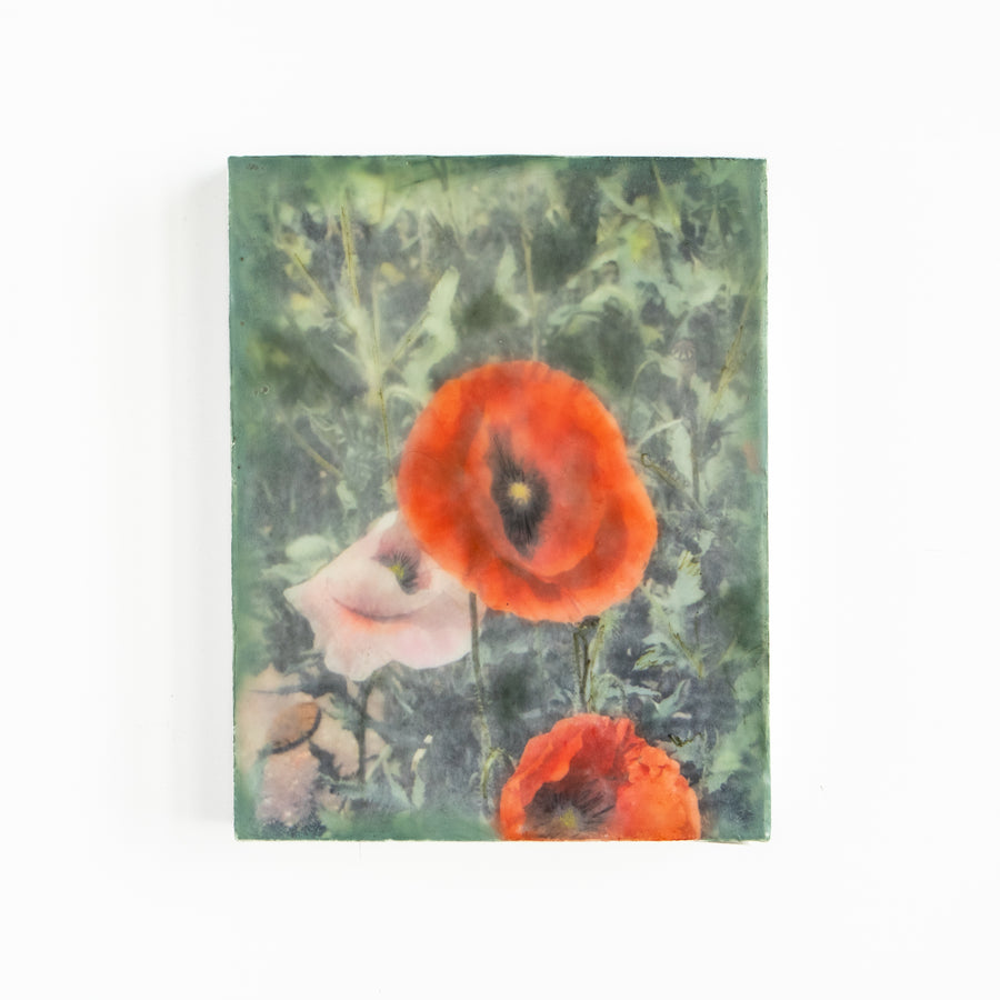 Poppies Red | 6x8 Encaustic