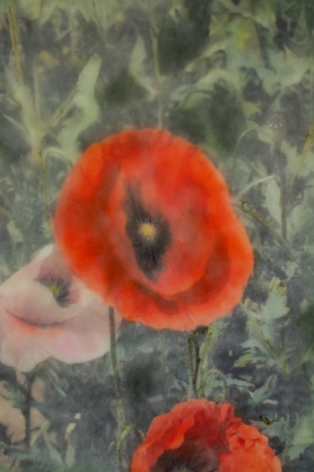 Poppies Red | 6x8 Encaustic