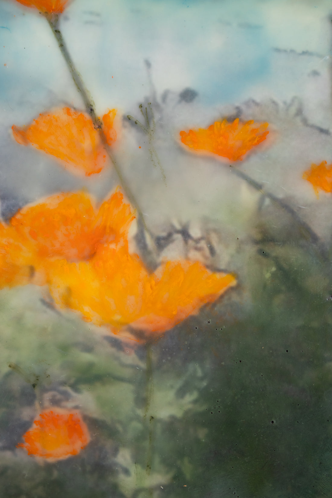 Poppies Orange | 6x8 Encaustic