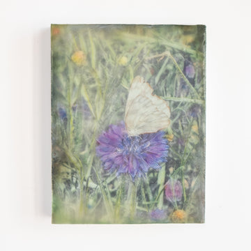 Wildflower Butterfly | 6x8 Encaustic