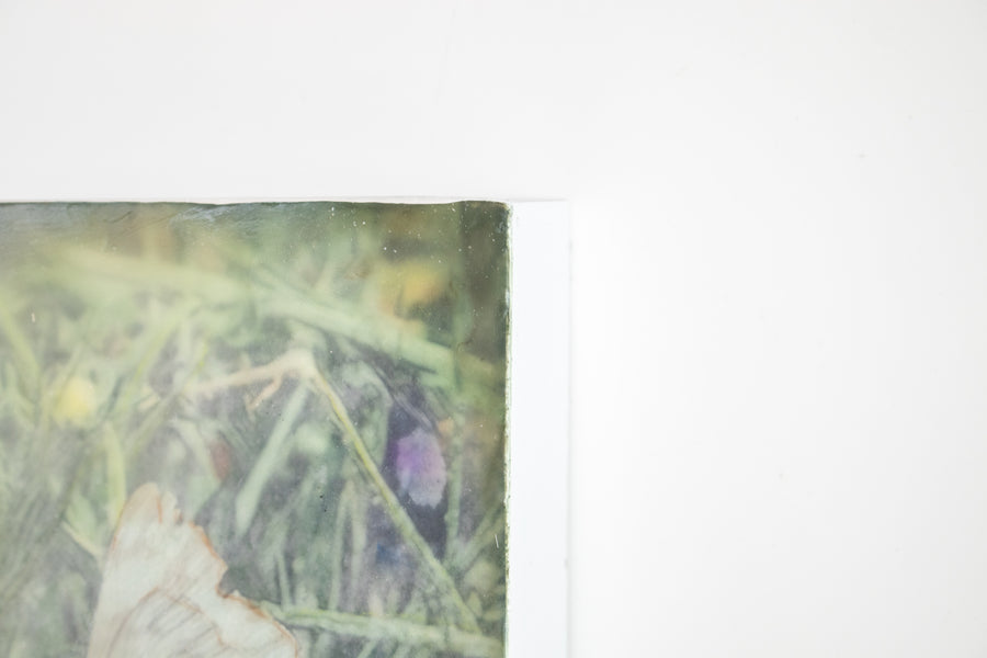 Wildflower Butterfly | 6x8 Encaustic