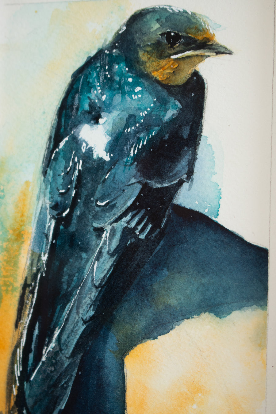 Barn Swallow | 7x9