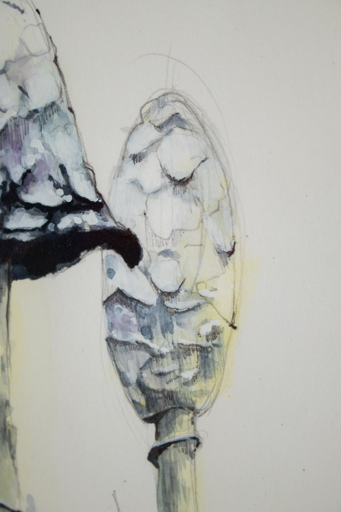 Lawyers Wig (Mushroom) no.1 | 7x9