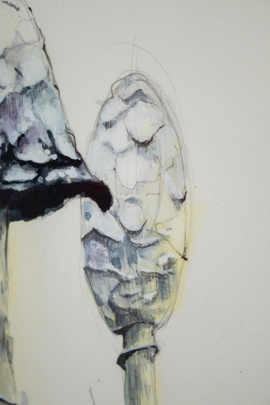 Lawyers Wig (Mushroom) no.1 | 7x9