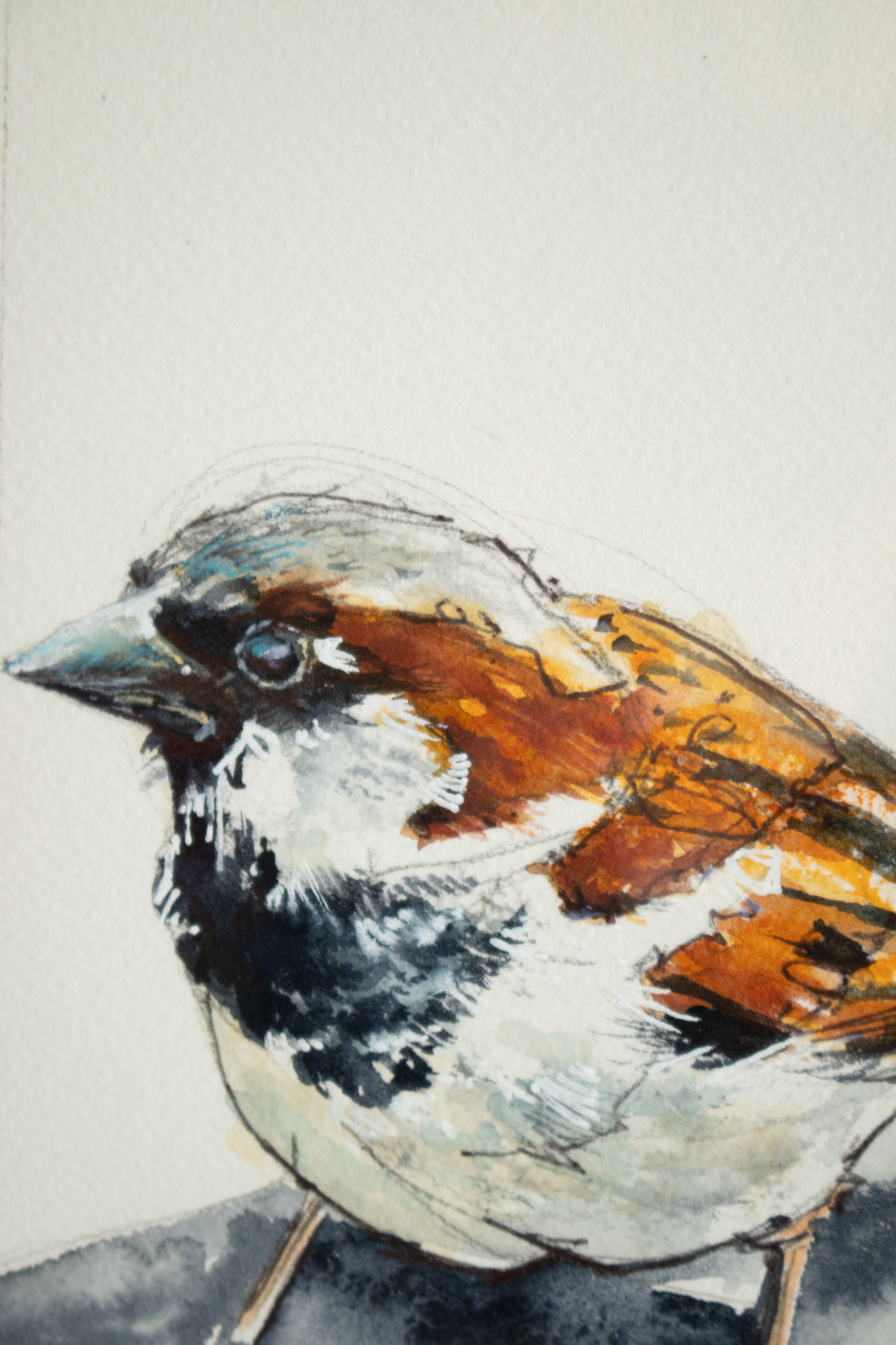 House Sparrow | 7x9