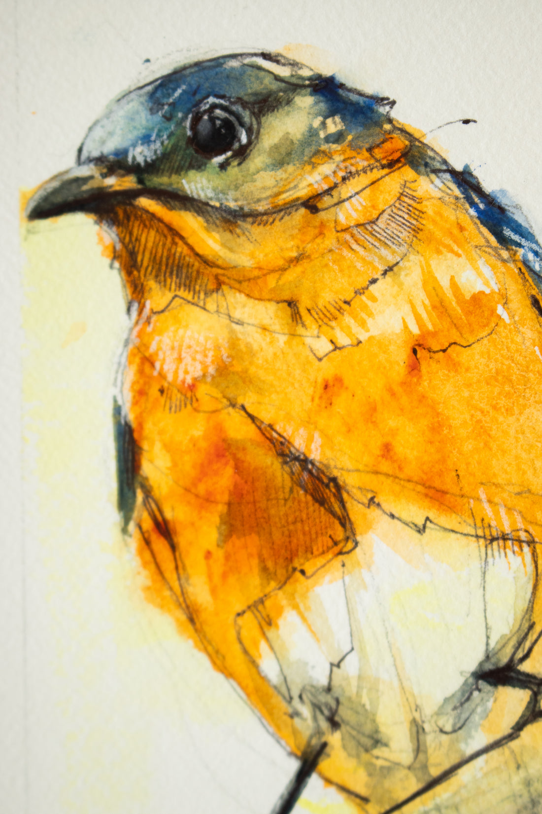 Eastern Bluebird | 7x9