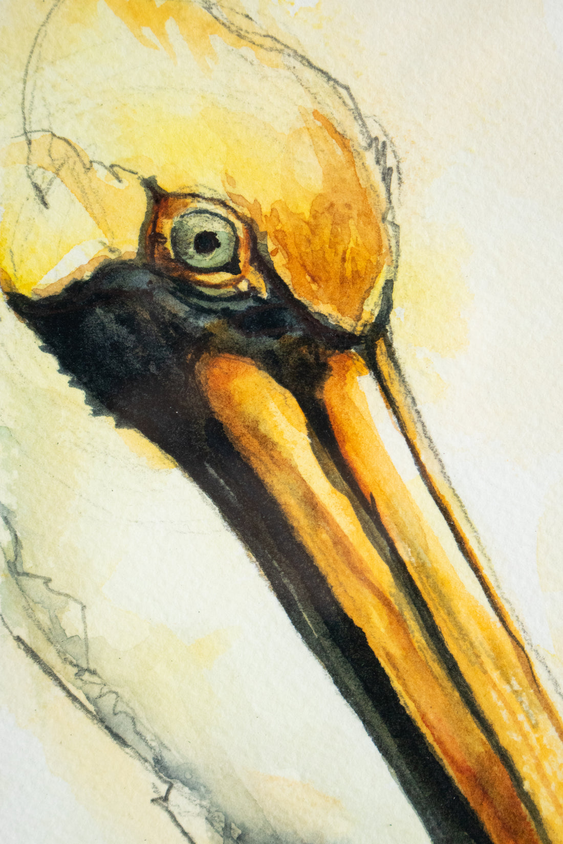 Brown Pelican | 7x9