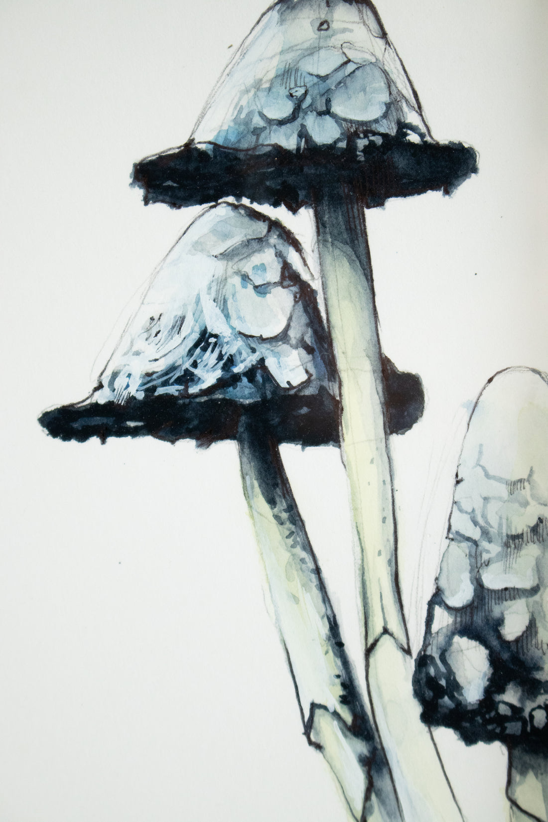 Lawyers Wig (Mushroom) no.2 | 7x9