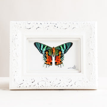 Single Blue & Orange Butterfly | 6x8"
