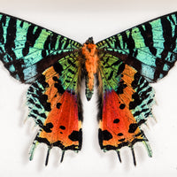 Single Blue & Orange Butterfly | 6x8"