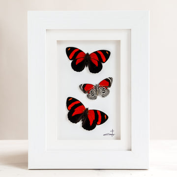 Triple Red Butterflies | 6x8"