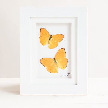Double Yellow Butterflies | 6x8"