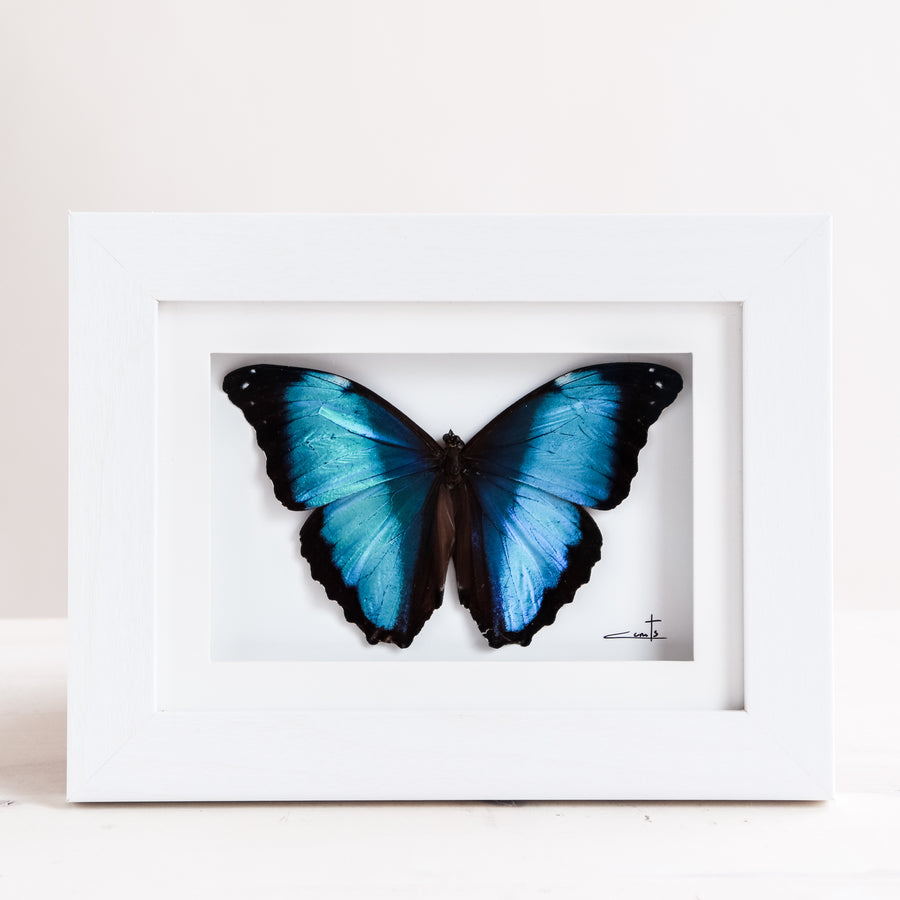 Blue Morpho | 6x8"