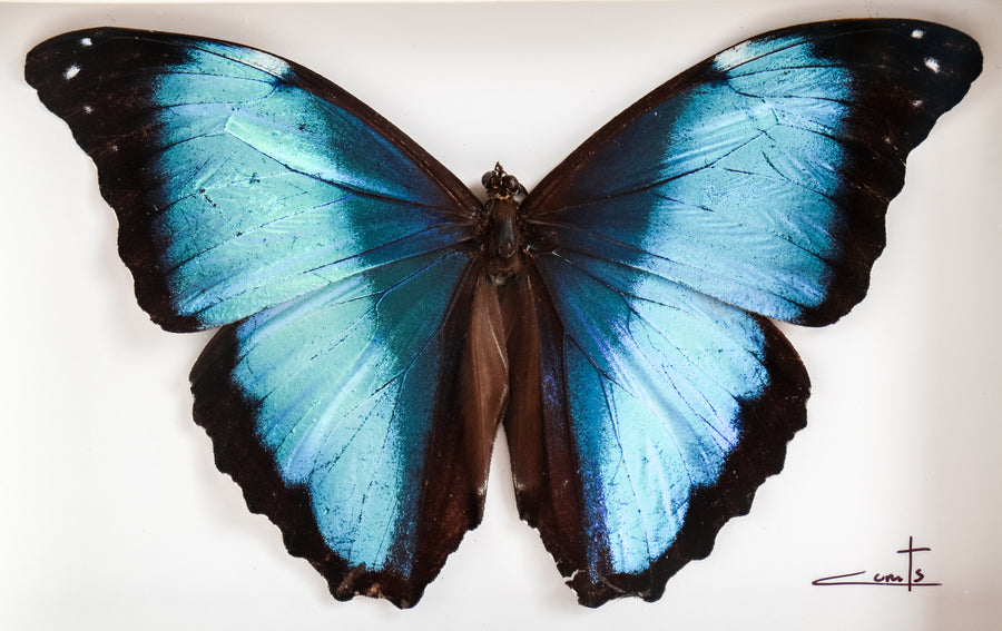 Blue Morpho | 6x8"